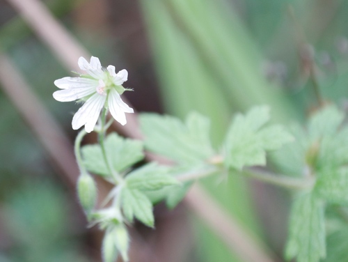 White geranium (Geranium wakkerstroomianum)