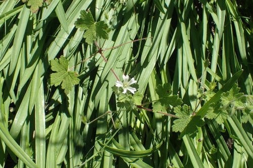 White geranium (Geranium wakkerstroomianum)