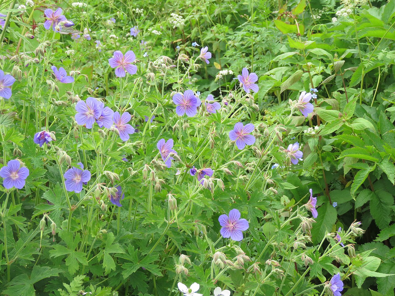 Wallich geranium: Photos from Valley of Flowers trip during LGFC - VOF 2019