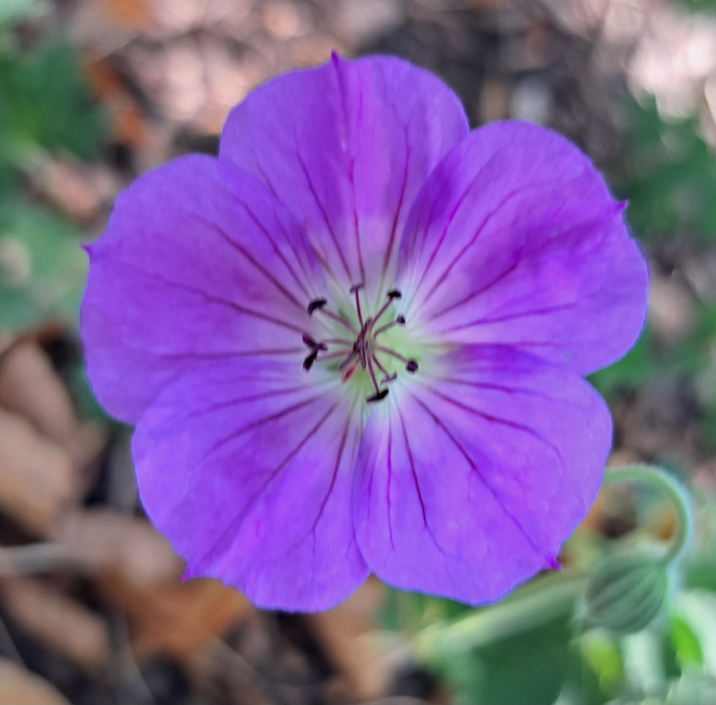 Wallich geranium (Geranium wallichianum)