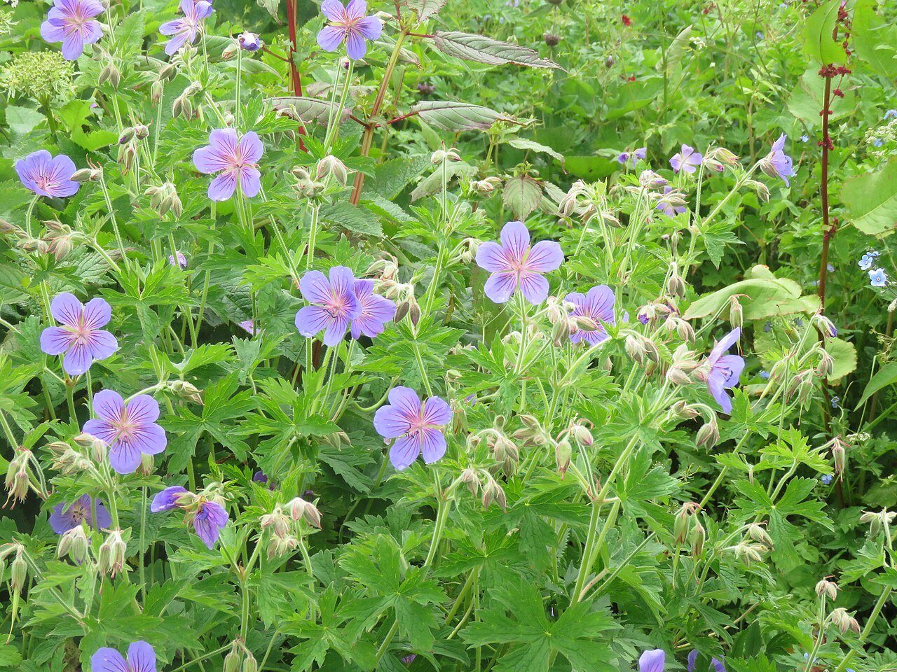 Wallich geranium: Photos from Valley of Flowers trip during LGFC - VOF 2019