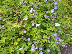 Wallich geranium (Geranium wallichianum)
