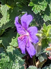 Wallich geranium (Geranium wallichianum)