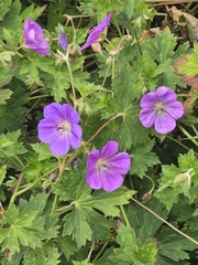 Wallich geranium (Geranium wallichianum)
