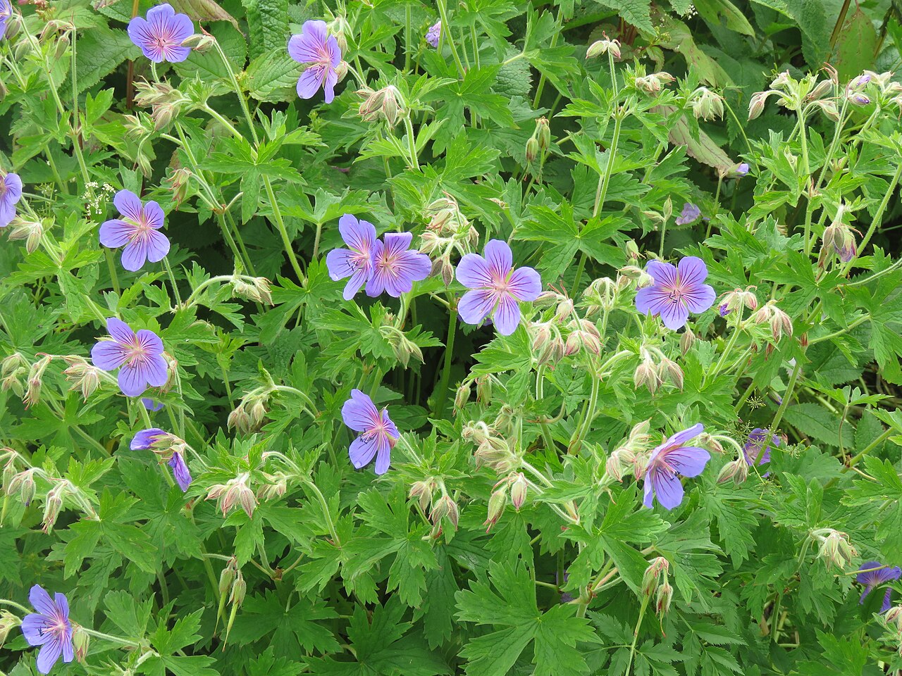 Wallich geranium: Photos from Valley of Flowers trip during LGFC - VOF 2019