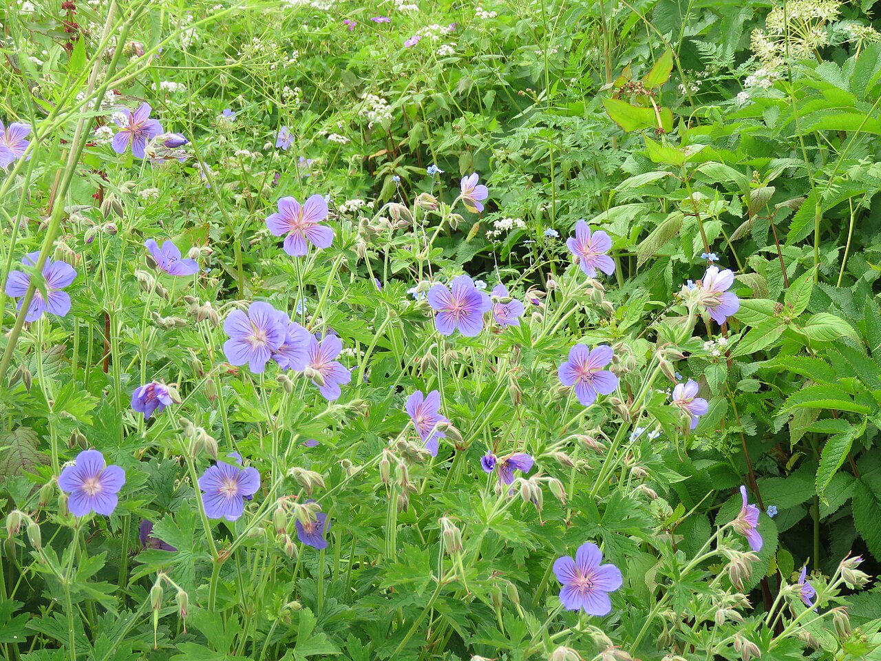 Wallich geranium: Photos from Valley of Flowers trip during LGFC - VOF 2019