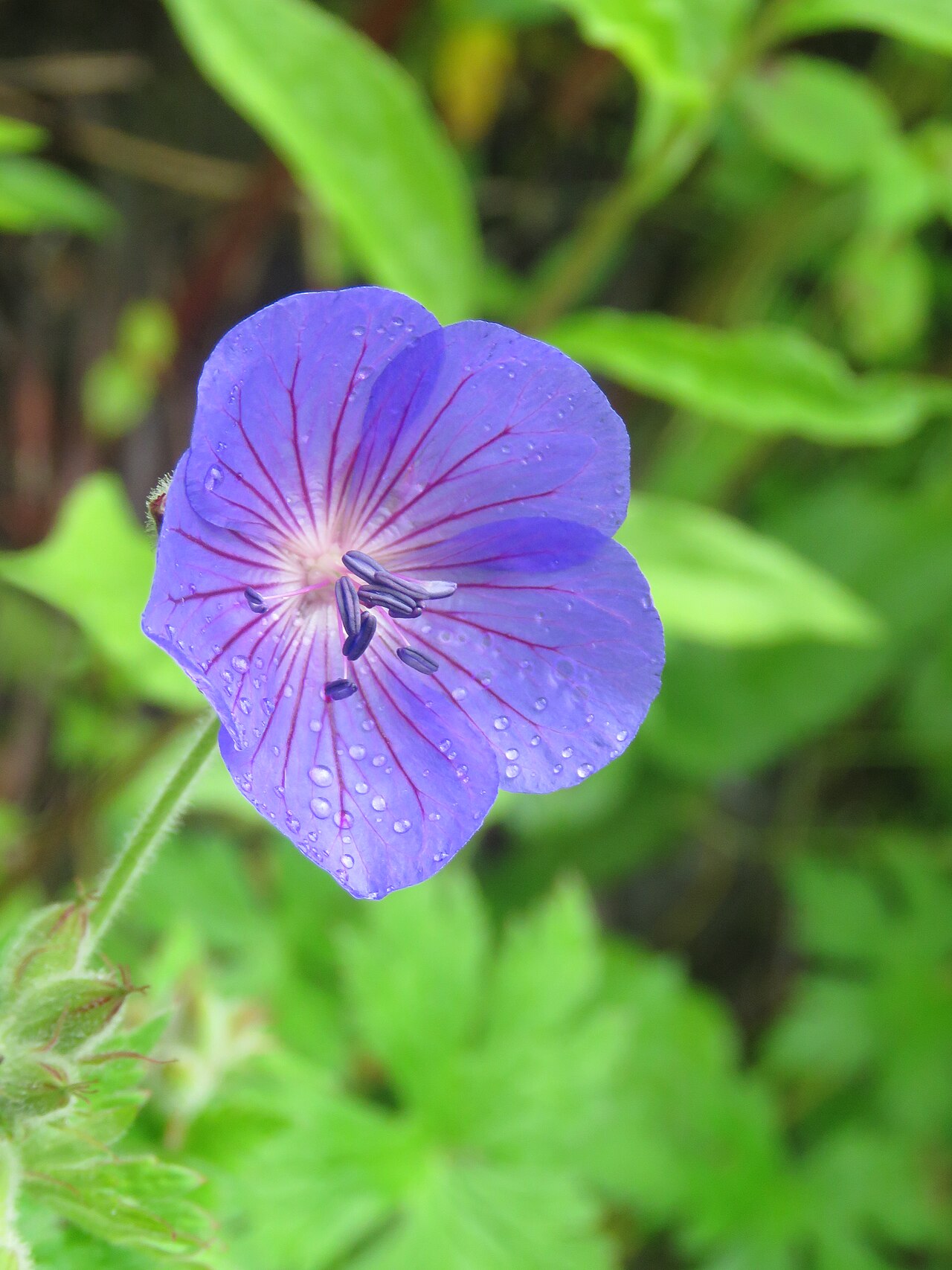 Wallich geranium: Photos from Valley of Flowers trip during LGFC - VOF 2019