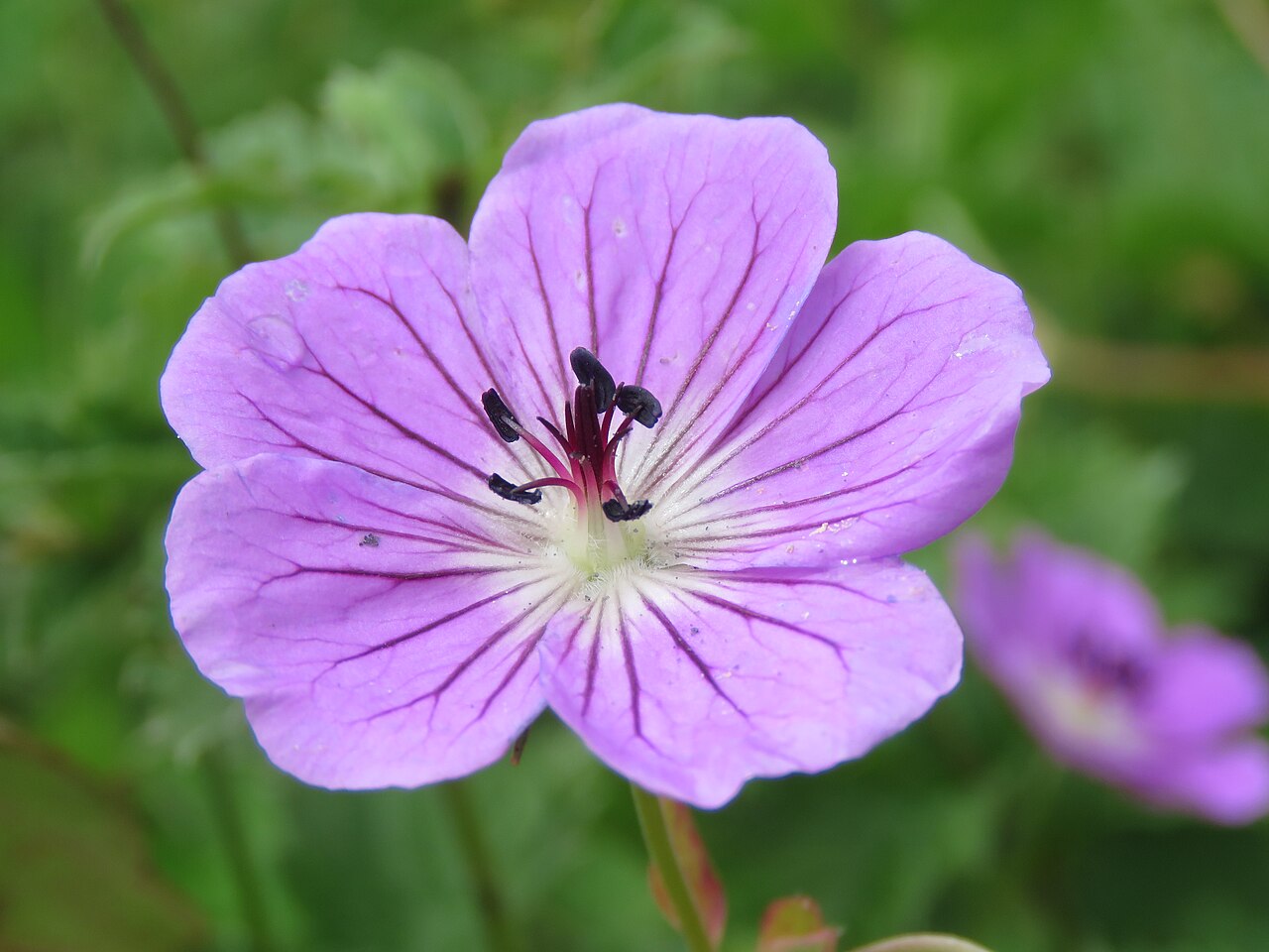 Wallich geranium: Photos from Valley of Flowers trip during LGFC - VOF 2019
