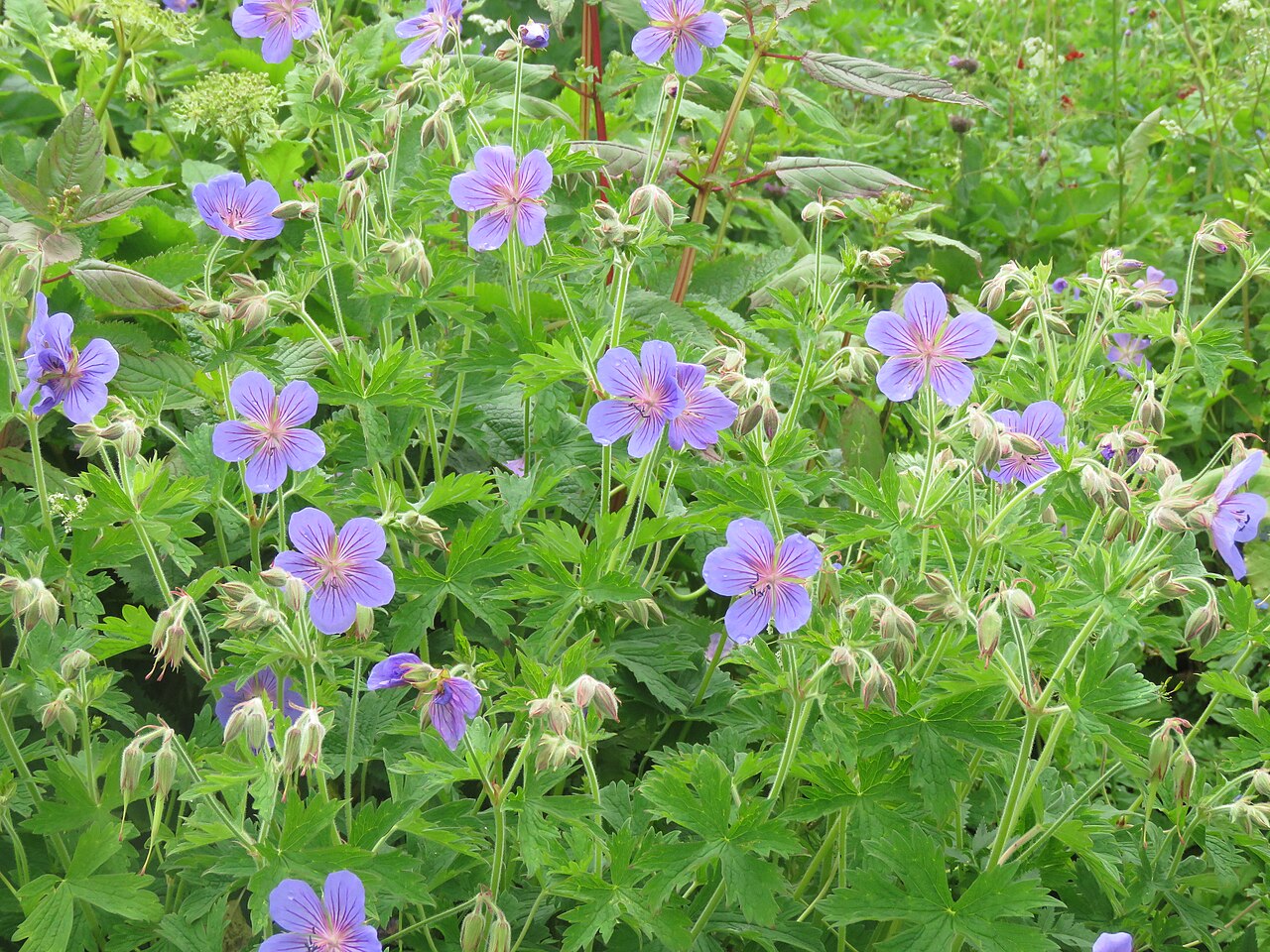 Wallich geranium: Photos from Valley of Flowers trip during LGFC - VOF 2019