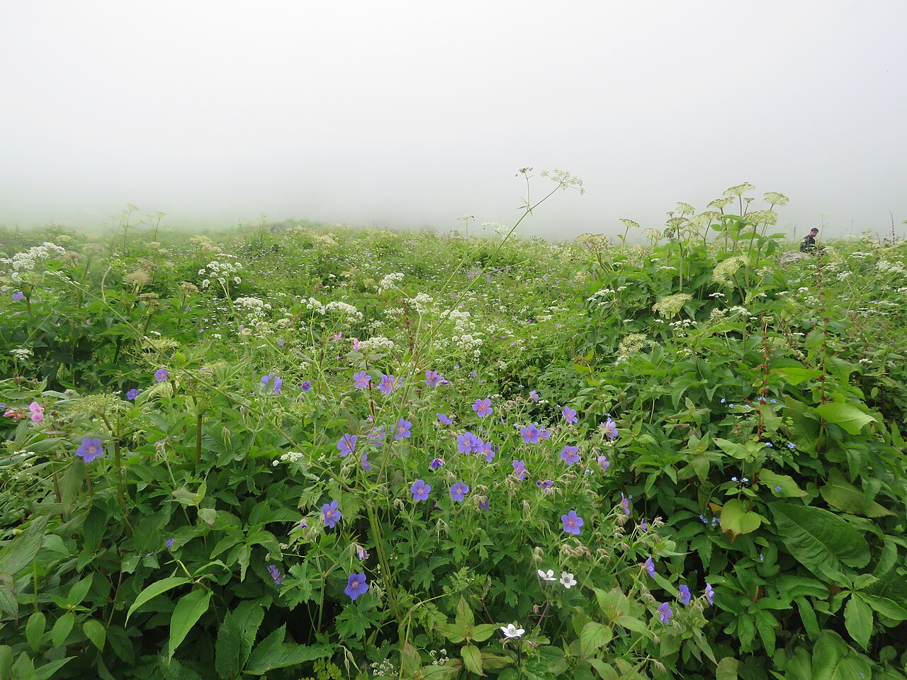 Wallich geranium: Photos from Valley of Flowers trip during LGFC - VOF 2019
