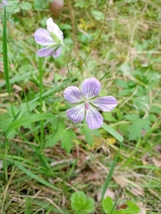 Jejudo cranesbill (Geranium wlassovianum)