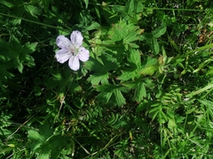 Jejudo cranesbill (Geranium wlassovianum)