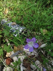 Jejudo cranesbill (Geranium wlassovianum)