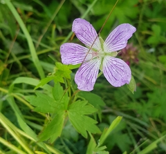 Jejudo cranesbill (Geranium wlassovianum)