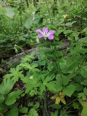 Jejudo cranesbill (Geranium wlassovianum)