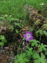 Jejudo cranesbill (Geranium wlassovianum)