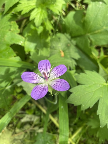 Jejudo cranesbill (Geranium wlassovianum)