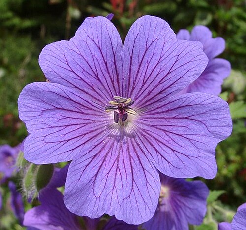Showy hardy geranium: Geranium x magnificum.