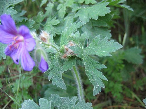 Showy hardy geranium: Geranium-Hybride Geranium x magnificum