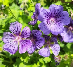 Showy hardy geranium (Geranium × magnificum)