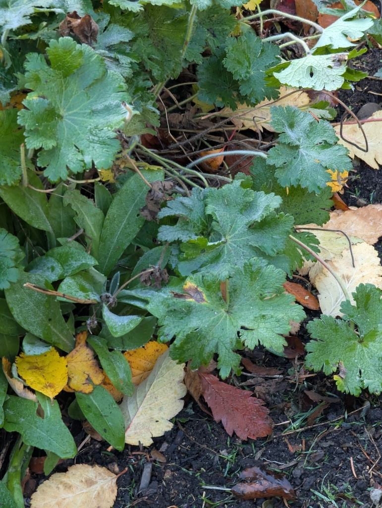 Showy hardy geranium (Geranium × magnificum)
