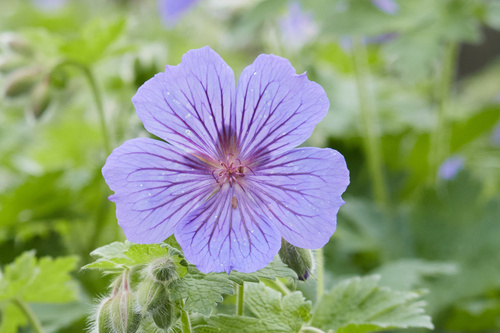 Showy hardy geranium (Geranium × magnificum)
