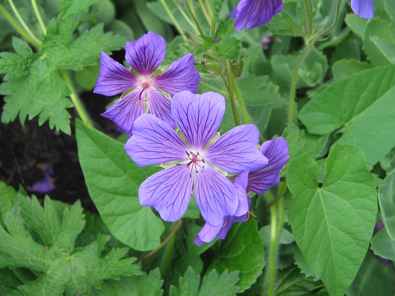 Showy hardy geranium: Geranium × magnificum