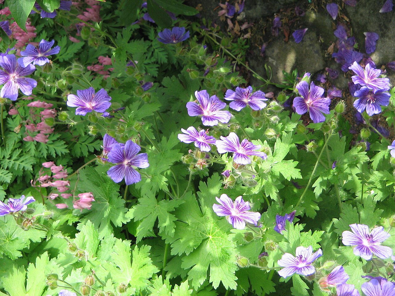 Showy hardy geranium: Geranium × magnificum