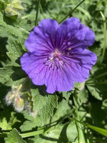 Showy hardy geranium (Geranium × magnificum)