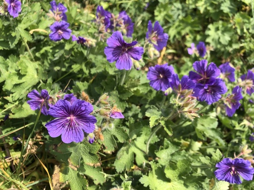 Showy hardy geranium (Geranium × magnificum)