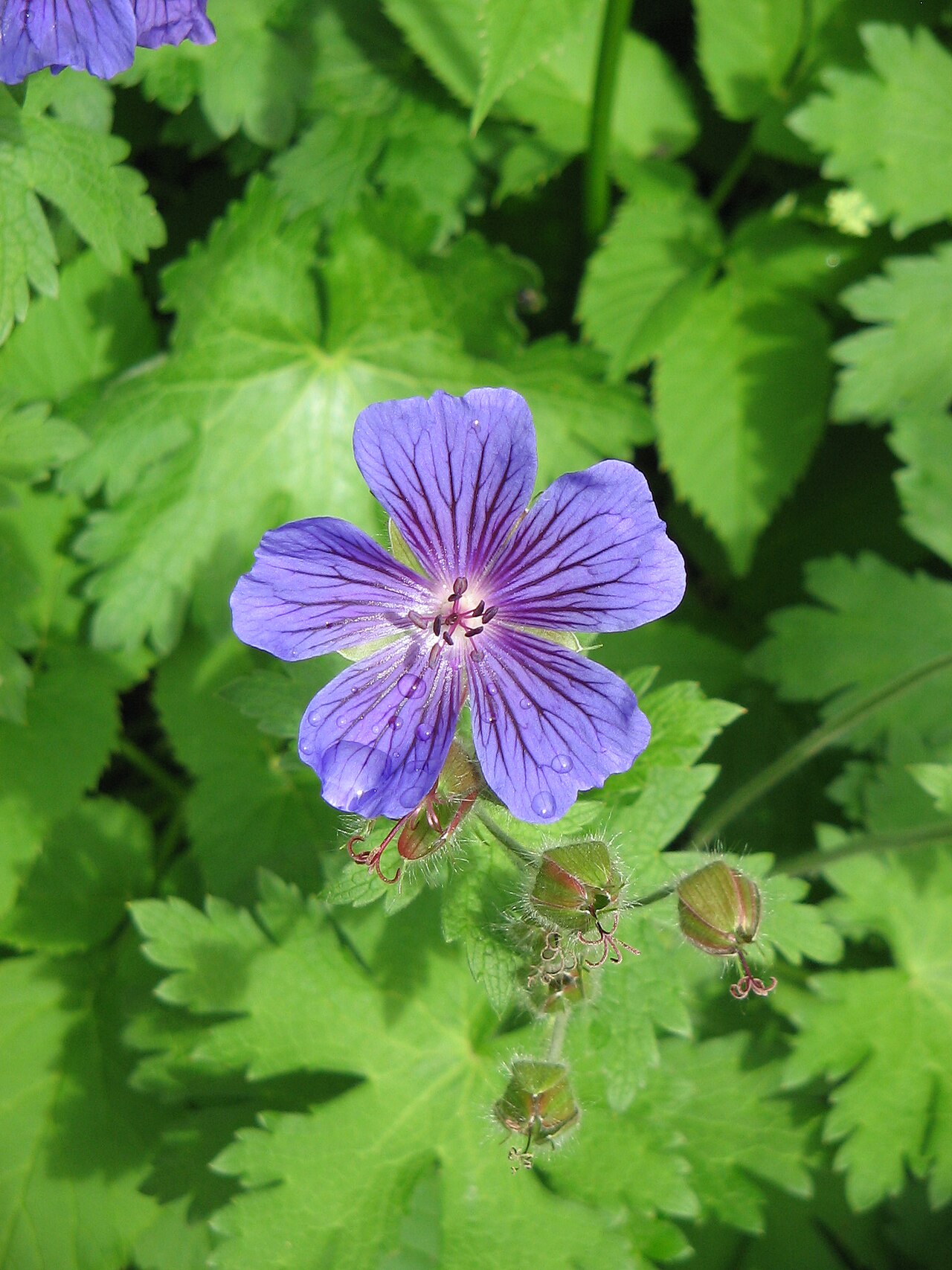 Showy hardy geranium: Geranium × magnificum