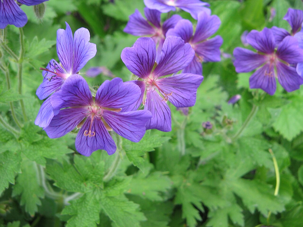 Showy hardy geranium: Geranium × magnificum