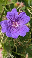 Showy hardy geranium (Geranium × magnificum)