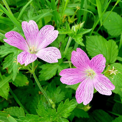 Geranium × oxonianum: Cranesbill, Geranium sp. In my opinion this is not a true native wild flower but a garden escapee - the species readily sets seed and is spread by finches. Thes
