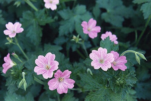 Geranium × oxonianum: Geranium x oxonianum 'Claridge Druce'