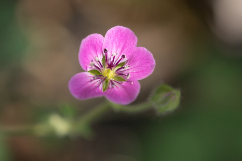 Geranium yemense (Geranium yemense)