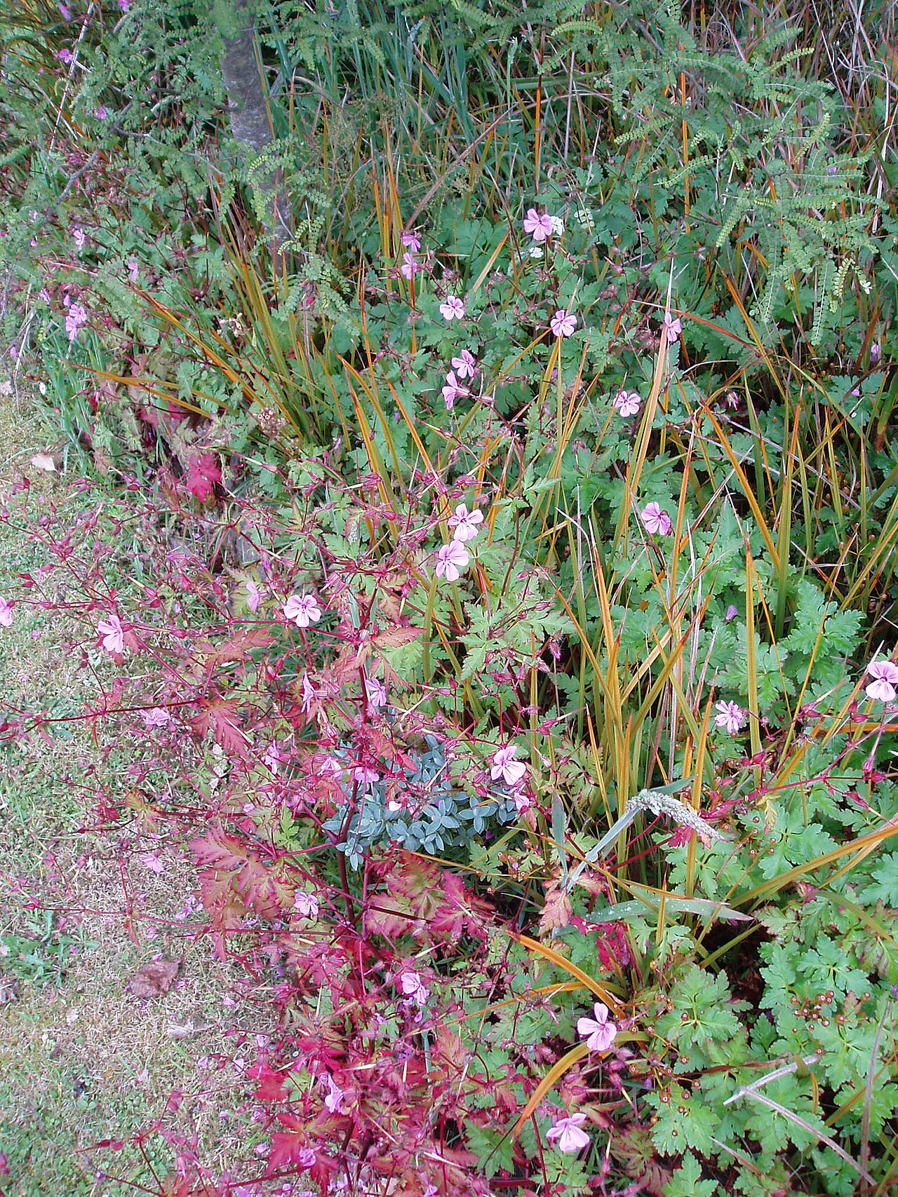 Greater herb robert (Geranium yeoi)