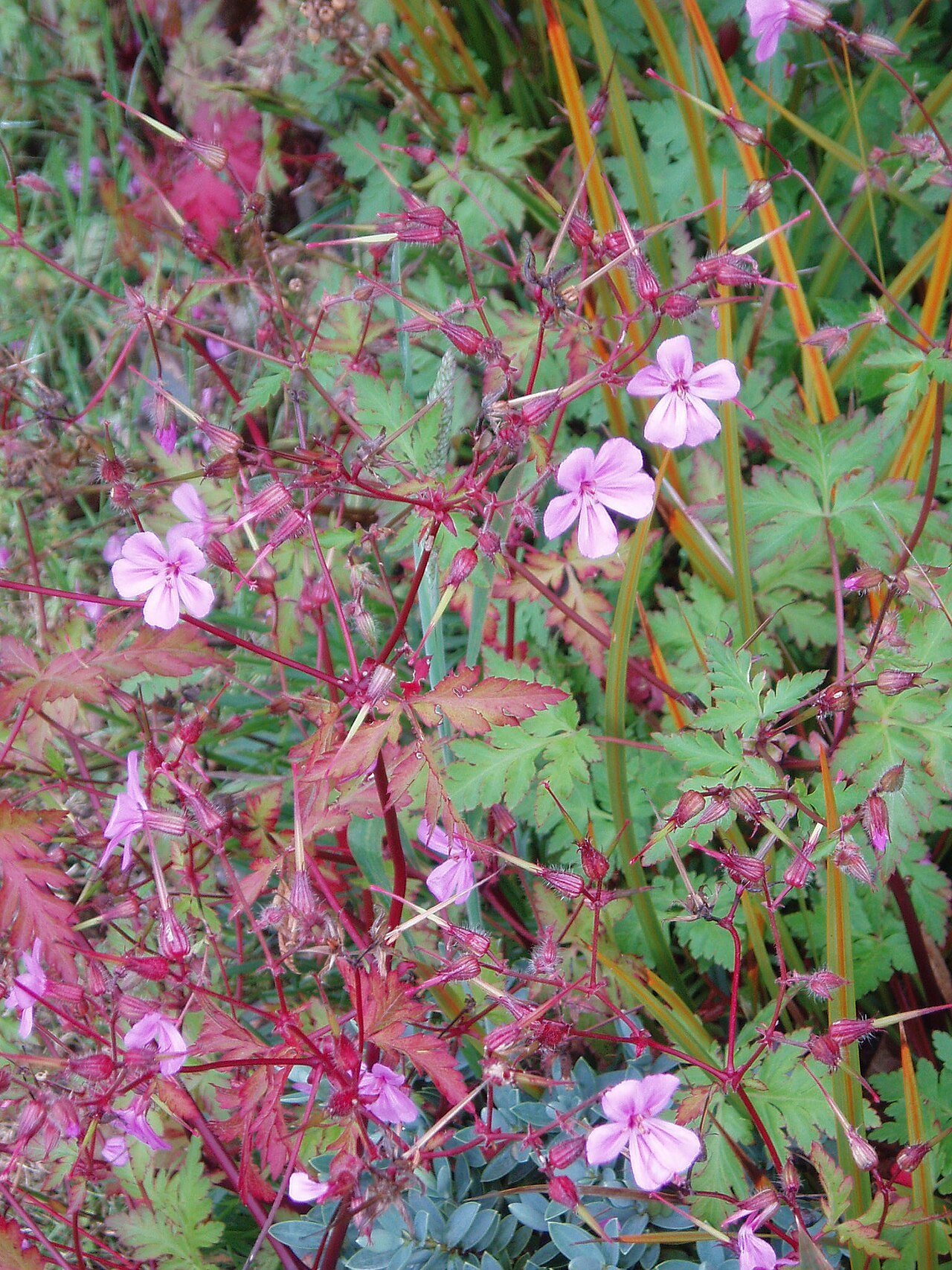 Greater herb robert (Geranium yeoi)