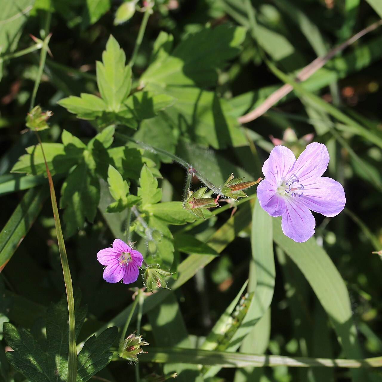 Geranium yesoense: Geranium thunbergii (left) and Geranium yesoense var. nipponicum (right) in Mount Ibuki, Maibara, Shiga prefecture, Japan.