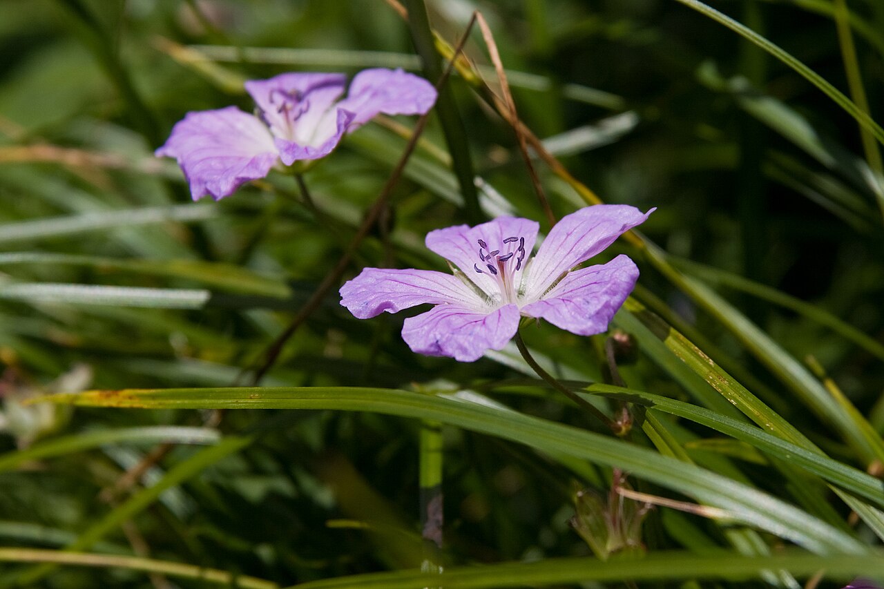Geranium yesoense: ハクサンフウロ