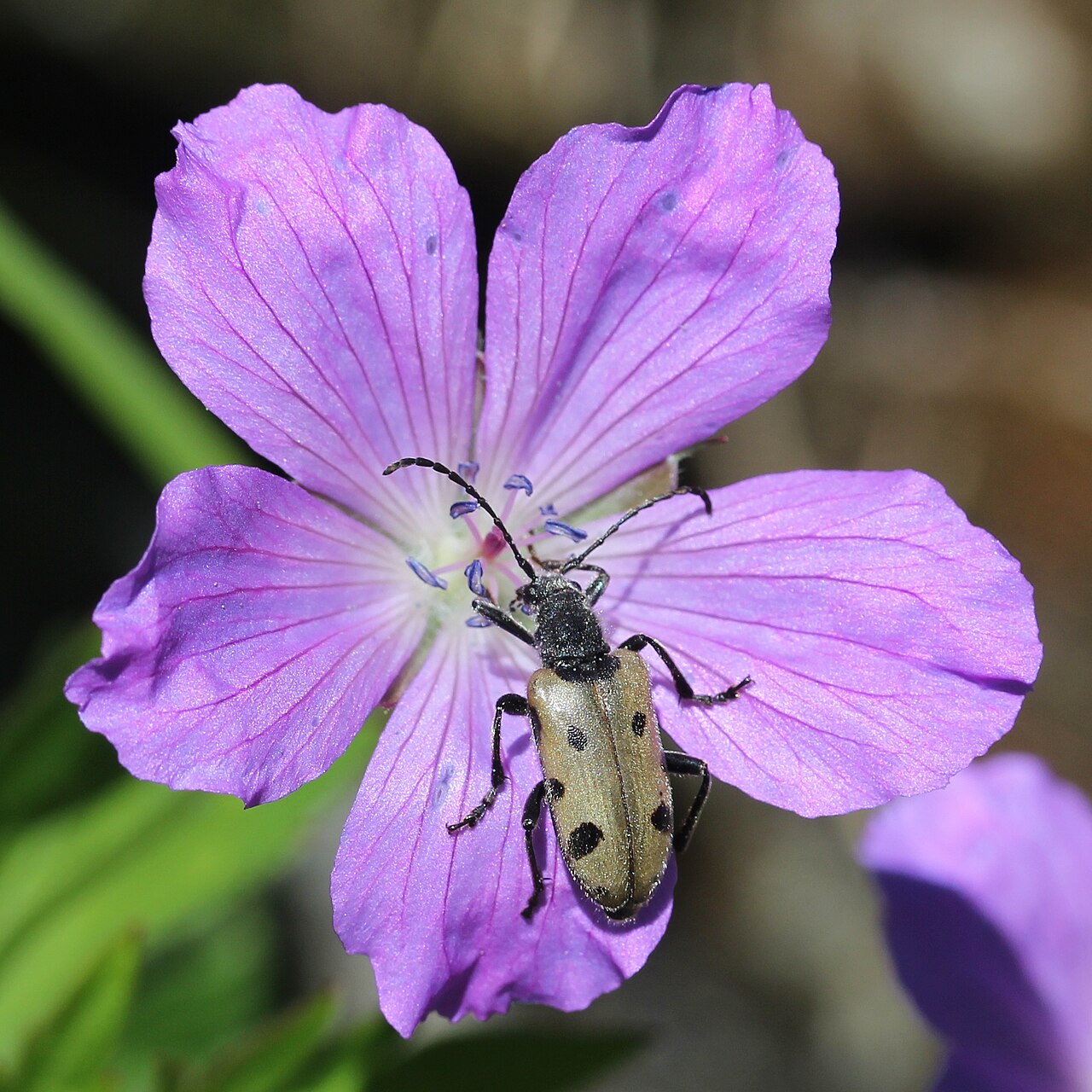 Geranium yesoense: Brachyta danilevskyi on Geranium yesoense var. nipponicum in Mount Shirouma , Hakuba, Nagano prefecture, Japan.