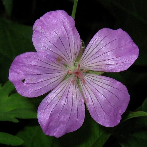 Geranium yesoense: ハクサンフウロ