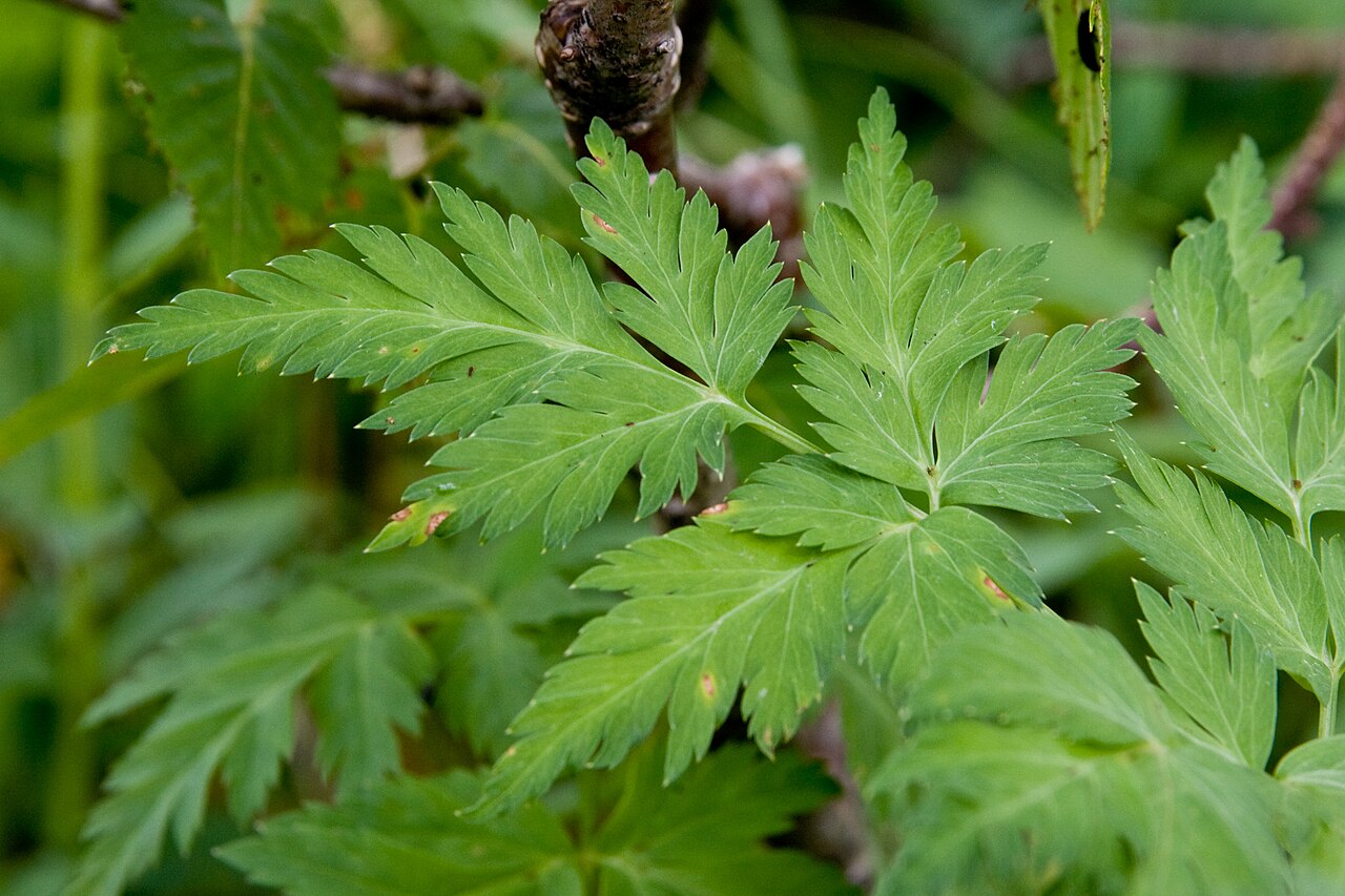 Geranium yesoense: ハクサンフウロ