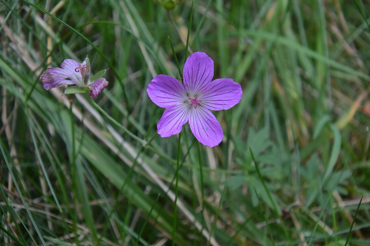 Geranium yesoense: Geranium yesoemse