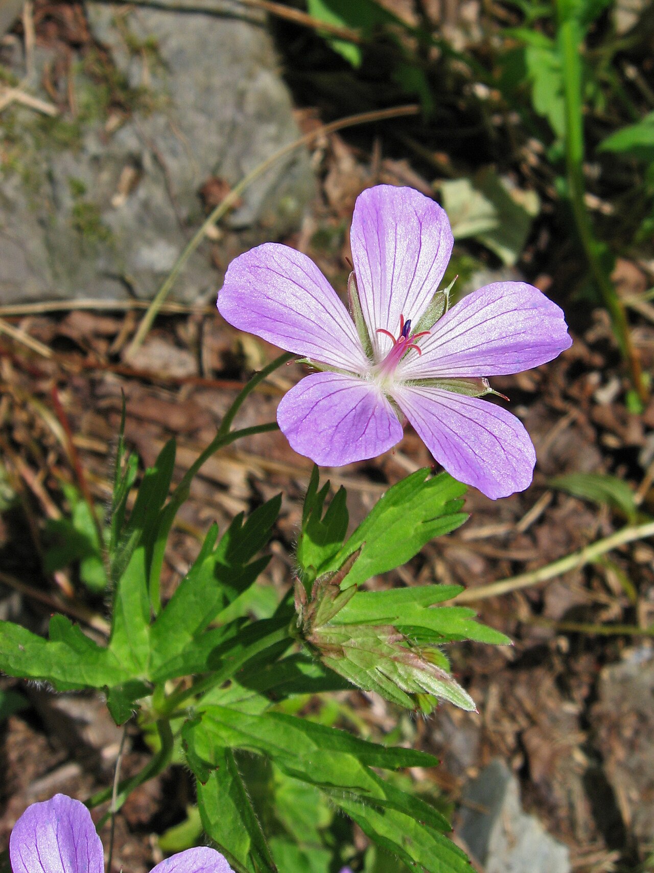 Geranium yesoense: ハクサンフウロ