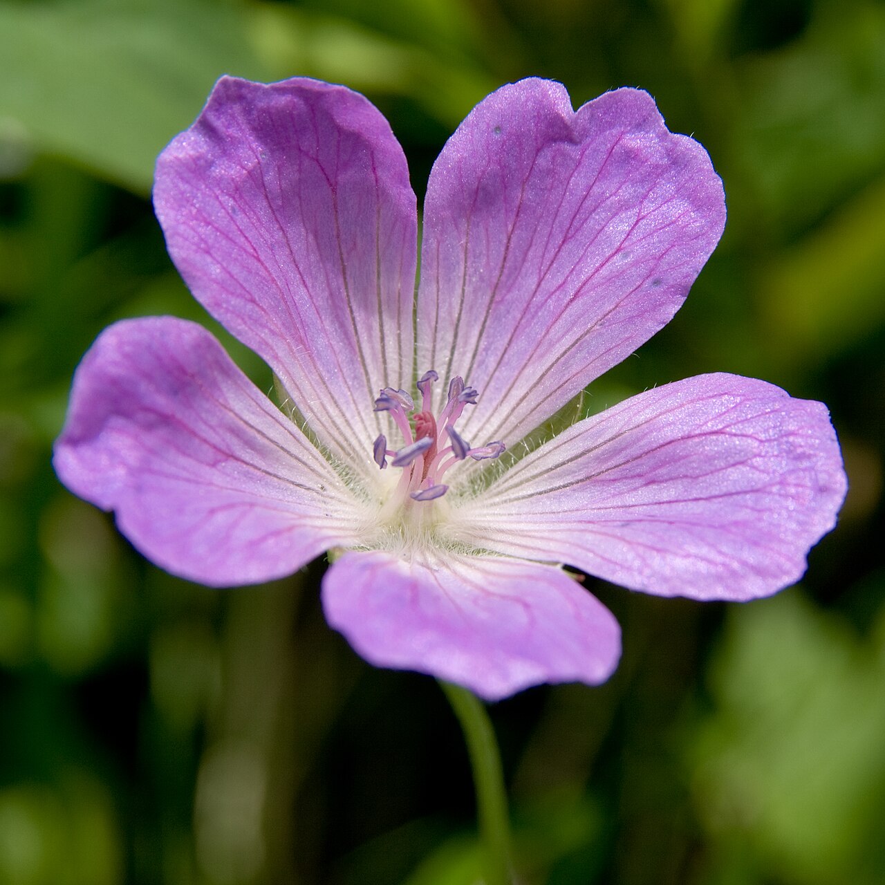 Geranium yesoense: ハクサンフウロ