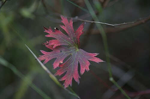Geranium yesoense: Geranium yesoemse