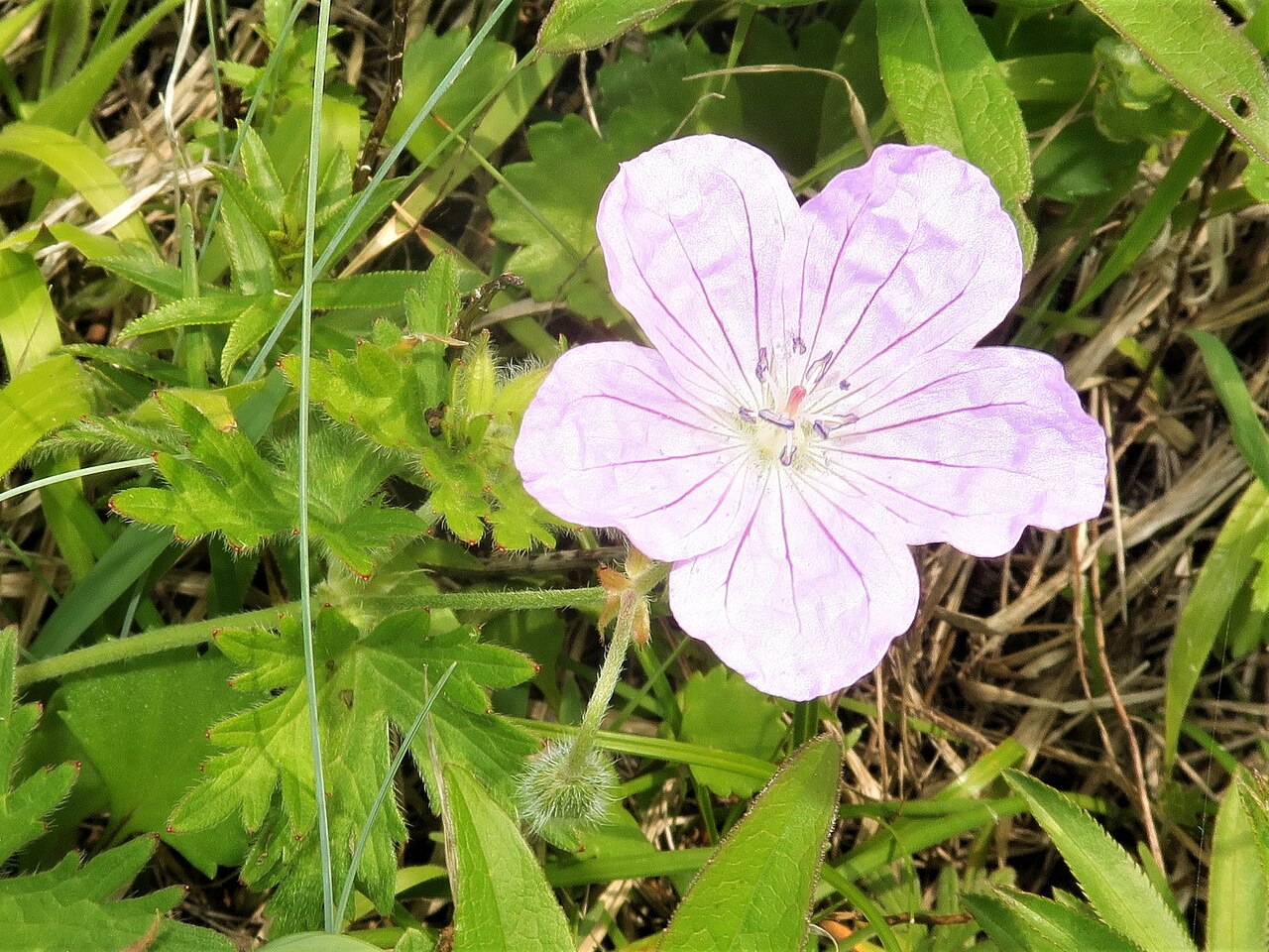 Geranium yesoense: Geranium yesoense var. yesoense , Shimokita peninsula, Aomori pref., Japan