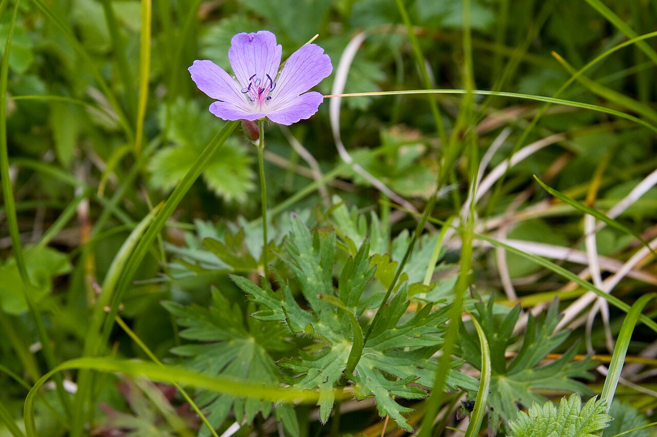 Geranium yesoense: ハクサンフウロ