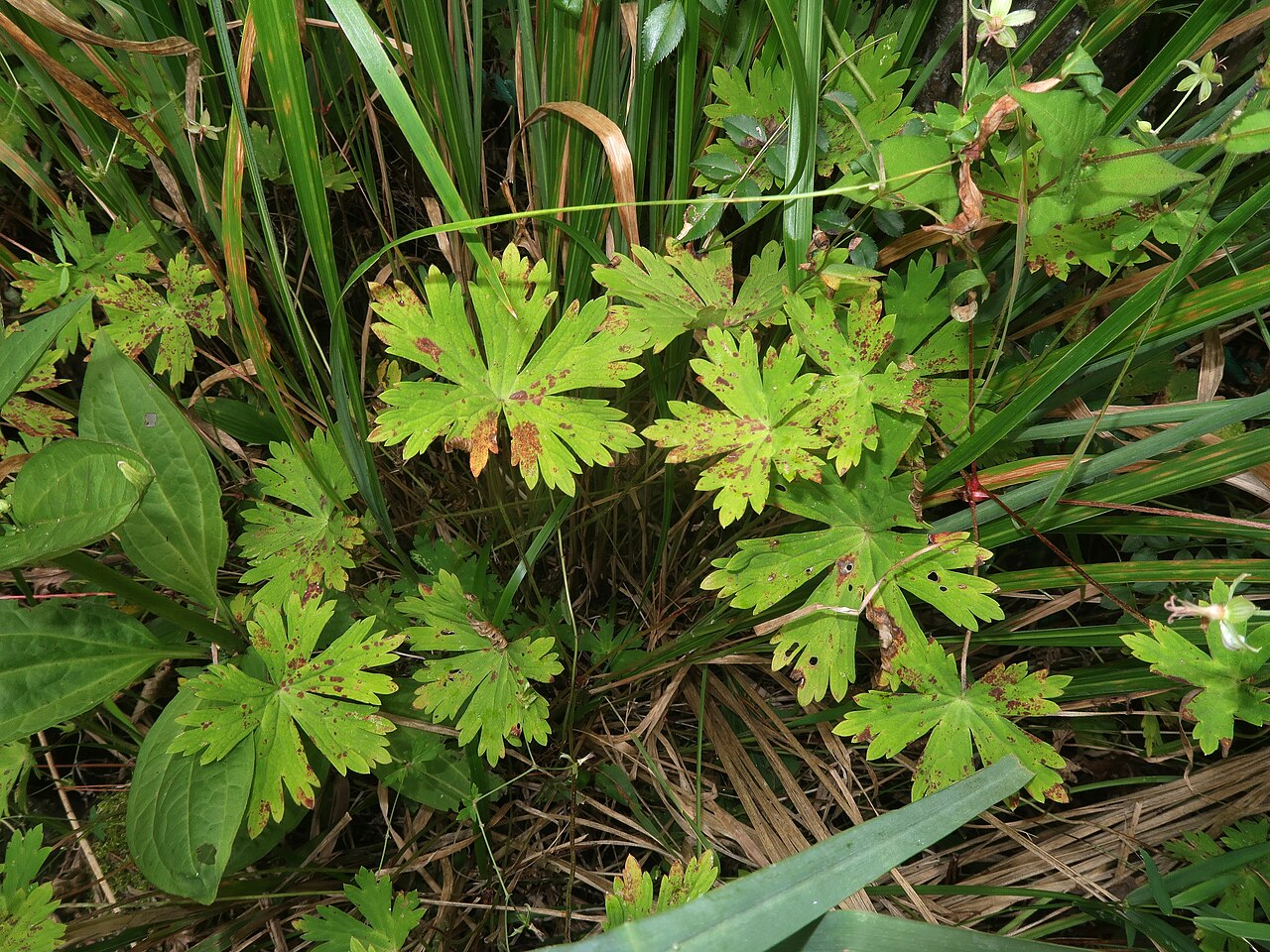 Geranium yoshinoi: Geranium yoshinoi , Koigakubo wetland, Niimi city, Okayama pref., Japan